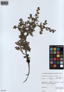 Potentilla supina subsp. paradoxa (Nutt. ex Torr. & A. Gray) Soják, Siberia, Altai & Sayany Mountains (S2) (Russia)