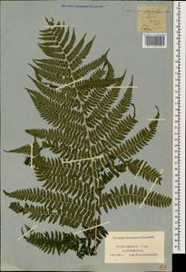 Athyrium filix-femina (L.) Roth, Caucasus, Krasnodar Krai & Adygea (K1a) (Russia)