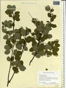 Betula humilis Schrank, Eastern Europe, Central forest-and-steppe region (E6) (Russia)