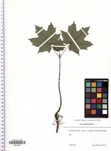 Acer platanoides L., Eastern Europe, Middle Volga region (E8) (Russia)
