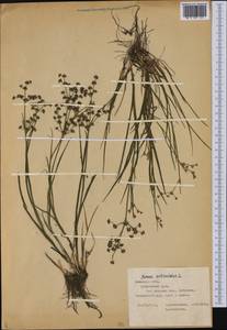 Juncus articulatus L., Eastern Europe, Central forest-and-steppe region (E6) (Russia)