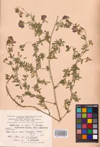 Medicago × varia Martyn, Eastern Europe, West Ukrainian region (E13) (Ukraine)