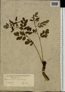 Glycyrrhiza glabra L., Eastern Europe, Lower Volga region (E9) (Russia)