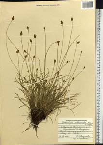 Fimbristylis tristachya var. subbispicata (Nees) T.Koyama, Siberia, Russian Far East (S6) (Russia)