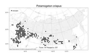 Potamogeton crispus L., Atlas of the Russian Flora (FLORUS) (Russia)