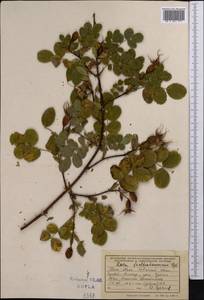 Rosa webbiana Wall., Middle Asia, Northern & Central Tian Shan (M4) (Kyrgyzstan)