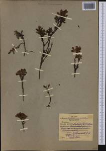 Arctostaphylos alpinus (L.) Spreng., Siberia, Western Siberia (S1) (Russia)