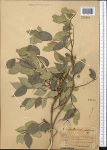Celtis caucasica Willd., Middle Asia, Western Tian Shan & Karatau (M3) (Kazakhstan)