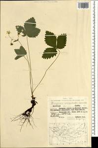 Fragaria orientalis Losinsk., Mongolia (MONG) (Mongolia)