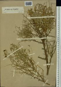 Ammodendron bifolium (Pall.)Yakovlev, Siberia, Altai & Sayany Mountains (S2) (Russia)