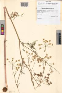 Chaerophyllum prescottii DC., Siberia, Altai & Sayany Mountains (S2) (Russia)