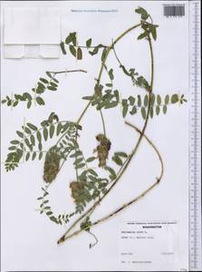 Astragalus cicer L., America (AMER) (United States)