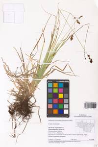 Carex muricata L., Eastern Europe, Central region (E4) (Russia)