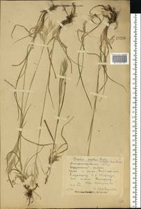 Bromus riparius Rehmann, Eastern Europe, South Ukrainian region (E12) (Ukraine)