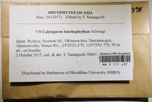 MW 9 111 437, Calymperes lonchophyllum Schwägr., Bryophytes, Bryophytes - Asia (outside ex-Soviet states) (BAs) (Japan)