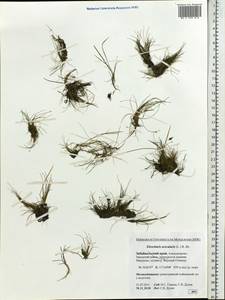 Eleocharis acicularis (L.) Roem. & Schult., Siberia, Baikal & Transbaikal region (S4) (Russia)