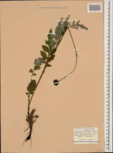 Psephellus dealbatus (Willd.) C. Koch, Caucasus, Krasnodar Krai & Adygea (K1a) (Russia)