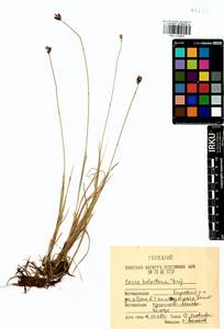 Carex holostoma Drejer, Siberia, Baikal & Transbaikal region (S4) (Russia)