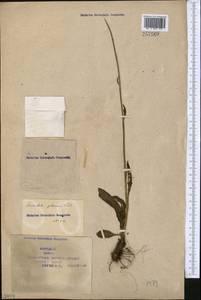 Klasea marginata (Tausch) Kitag., Middle Asia, Syr-Darian deserts & Kyzylkum (M7) (Kazakhstan)