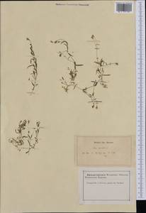 Heliosperma pusillum subsp. pusillum, Western Europe (EUR) (France)