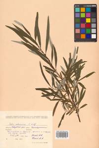 Salix schwerinii E. L. Wolf, Siberia, Russian Far East (S6) (Russia)