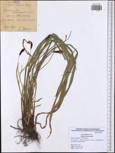 Carex pilosa Scop., Eastern Europe, Central region (E4) (Russia)