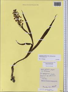 Anacamptis laxiflora (Lam.) R.M.Bateman, Pridgeon & M.W.Chase, Caucasus, Black Sea Shore (from Novorossiysk to Adler) (K3) (Russia)