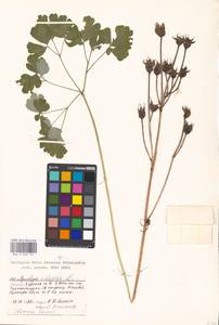 Aquilegia vulgaris L., Eastern Europe, Moscow region (E4a) (Russia)