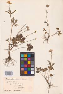Ranunculus propinquus C.A.Mey., Eastern Europe, Eastern region (E10) (Russia)