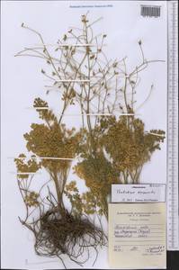 Thalictrum isopyroides C. A. Mey., Middle Asia, Western Tian Shan & Karatau (M3) (Tajikistan)