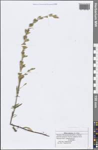 Silene tatarica (L.) Pers., Eastern Europe, Middle Volga region (E8) (Russia)