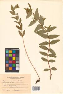Hypericum erectum Thunb., Siberia, Russian Far East (S6) (Russia)