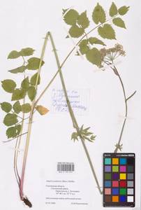 Ostericum palustre (Besser) Besser, Eastern Europe, Western region (E3) (Russia)