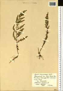 Artemisia scoparia Waldst. & Kit., Siberia, Baikal & Transbaikal region (S4) (Russia)