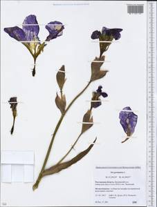 Iris germanica L., Eastern Europe, Rostov Oblast (E12a) (Russia)