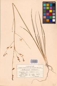 Anthericum ramosum L., Eastern Europe, South Ukrainian region (E12) (Ukraine)