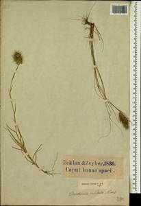Pentameris viscidula (Nees) Steud., Africa (AFR) (South Africa)