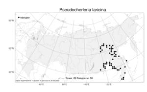 Pseudocherleria laricina (L.) Dillenb. & Kadereit, Atlas of the Russian Flora (FLORUS) (Russia)