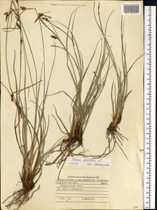 Carex diluta M.Bieb., Eastern Europe, South Ukrainian region (E12) (Ukraine)