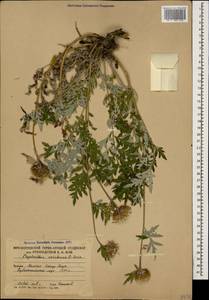 Psephellus colchicus Sosn., Caucasus, South Ossetia (K4b) (South Ossetia)