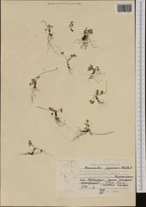 Ranunculus pygmaeus Wahlenb., Western Europe (EUR) (Svalbard and Jan Mayen)