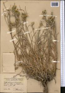 Cousinia pseudomollis C. Winkl., Middle Asia, Western Tian Shan & Karatau (M3) (Uzbekistan)