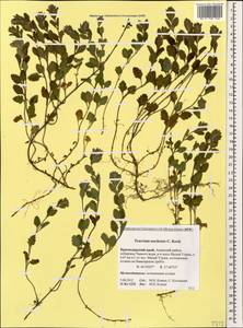 Teucrium chamaedrys subsp. nuchense (K.Koch) Rech.f., Caucasus, Krasnodar Krai & Adygea (K1a) (Russia)