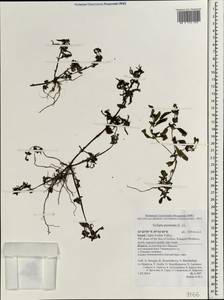 Eclipta prostrata (L.) L., South Asia, South Asia (Asia outside ex-Soviet states and Mongolia) (ASIA) (Israel)