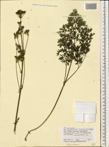 Xanthoselinum alsaticum (L.) Schur, Eastern Europe, Middle Volga region (E8) (Russia)