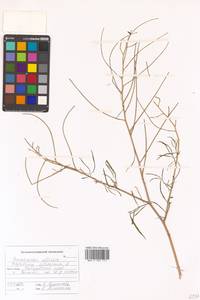 Sisymbrium altissimum L., Siberia, Russian Far East (S6) (Russia)