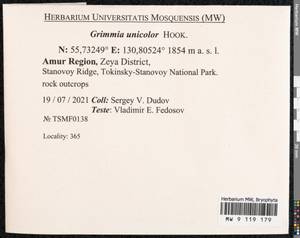 Grimmia unicolor Hook., Bryophytes, Bryophytes - Russian Far East (excl. Chukotka & Kamchatka) (B20) (Russia)