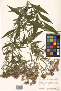 Symphyotrichum ×versicolor (Willd.) G. L. Nesom, Eastern Europe, Moscow region (E4a) (Russia)