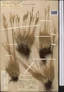 Festuca valesiaca Schleich. ex Gaudin, Middle Asia, Western Tian Shan & Karatau (M3) (Uzbekistan)
