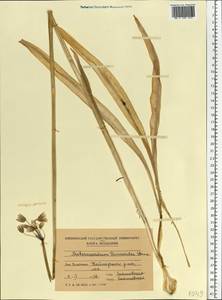 Allium siculum subsp. dioscoridis (Sm.) K.Richt., Eastern Europe, Moldova (E13a) (Moldova)